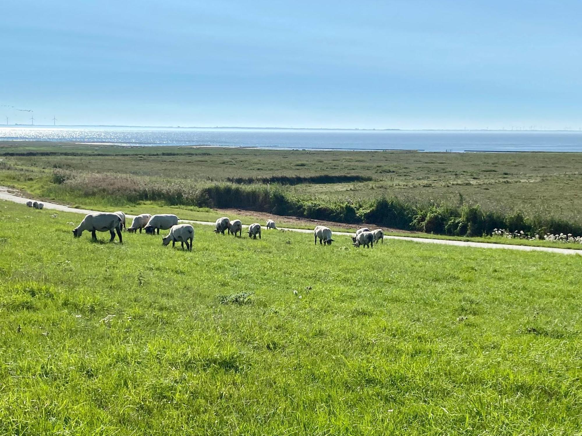 Haus Meerauszeit - Erholung An Der Nordsee Schweiburg Eksteriør billede